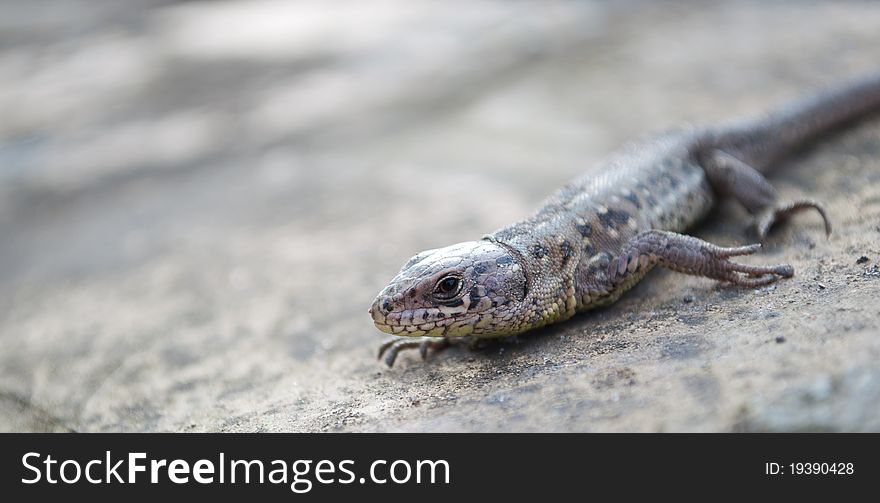 Lizard Portrait