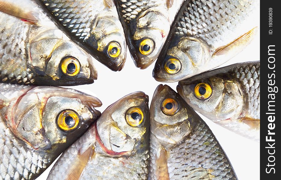 Fish head isolated on white - marine life - sea food conceptual image. Fish head isolated on white - marine life - sea food conceptual image