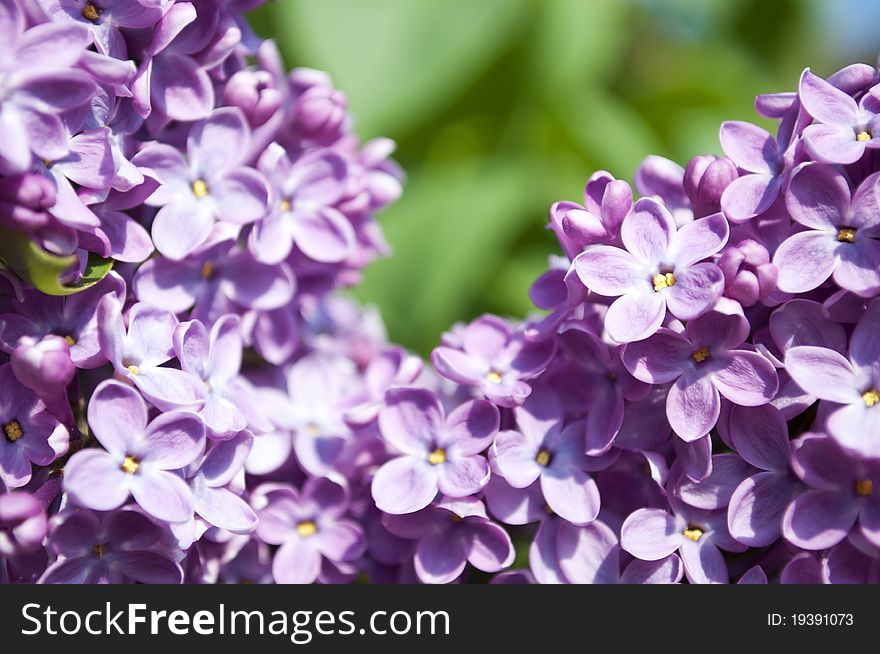 Close-up beautiful lilac flower. Close-up beautiful lilac flower