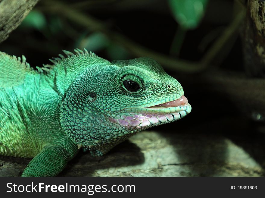 The detail of chinese water dragon (Physignathus cocincinus).