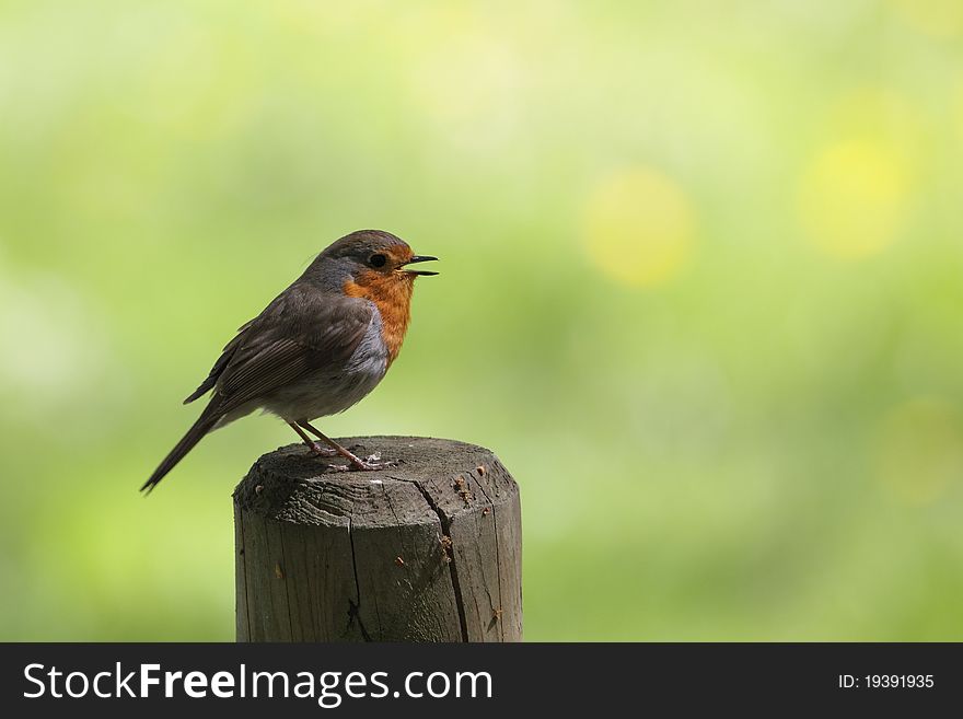 The european robin (Erithacus rubecula) being on the wood column.