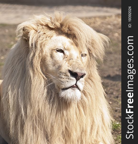 Large male white lion portrait