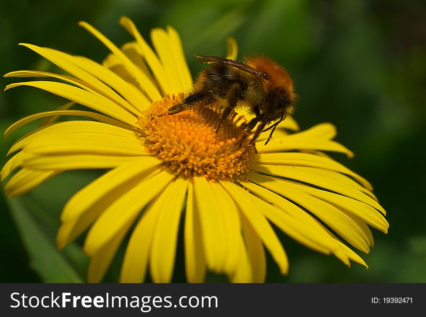 Bumblebee And His Proboscis