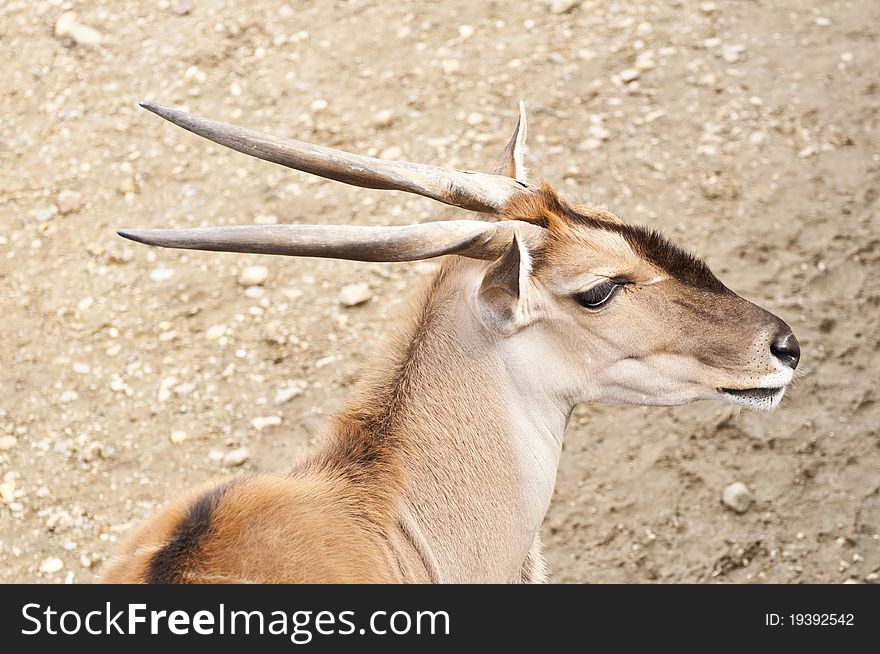 Portrait of antelope in wilderness. Portrait of antelope in wilderness