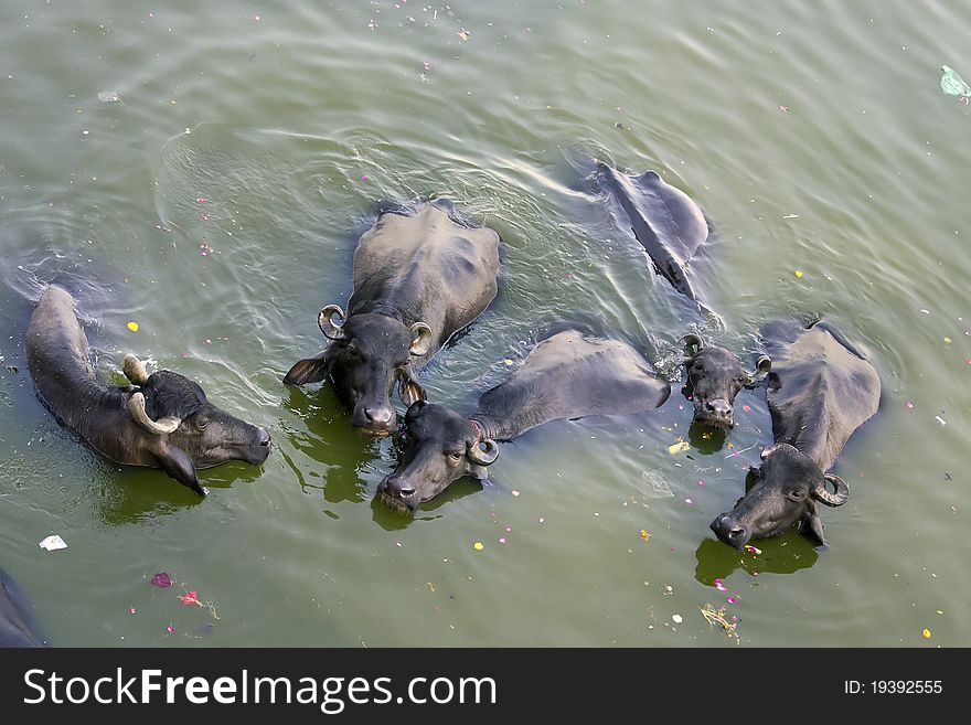 A herd of Indian buffaloes taking bath in the river Ganges. A herd of Indian buffaloes taking bath in the river Ganges