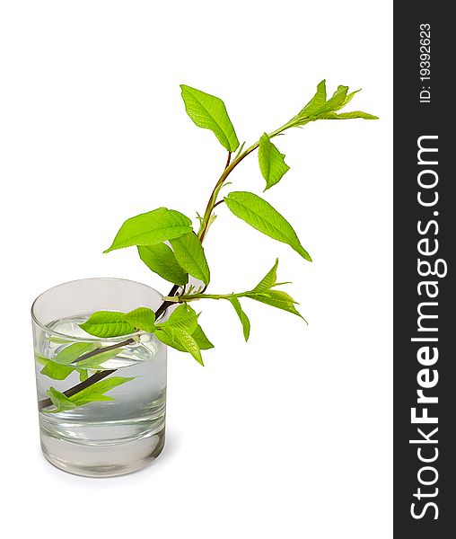 Tree branch with green  leaves in glass of water isolated on white. Tree branch with green  leaves in glass of water isolated on white