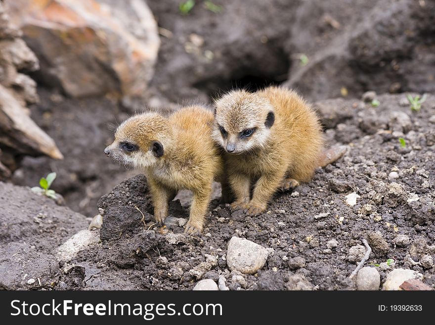 Baby Meerkats (Suricata Suricatta)