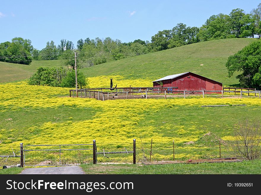 A field of buttercups on a small farm in east Tennessee. A field of buttercups on a small farm in east Tennessee