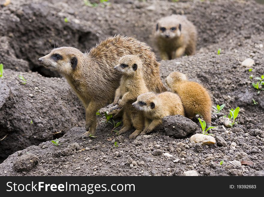 One month old baby meerkats and their mother. One month old baby meerkats and their mother