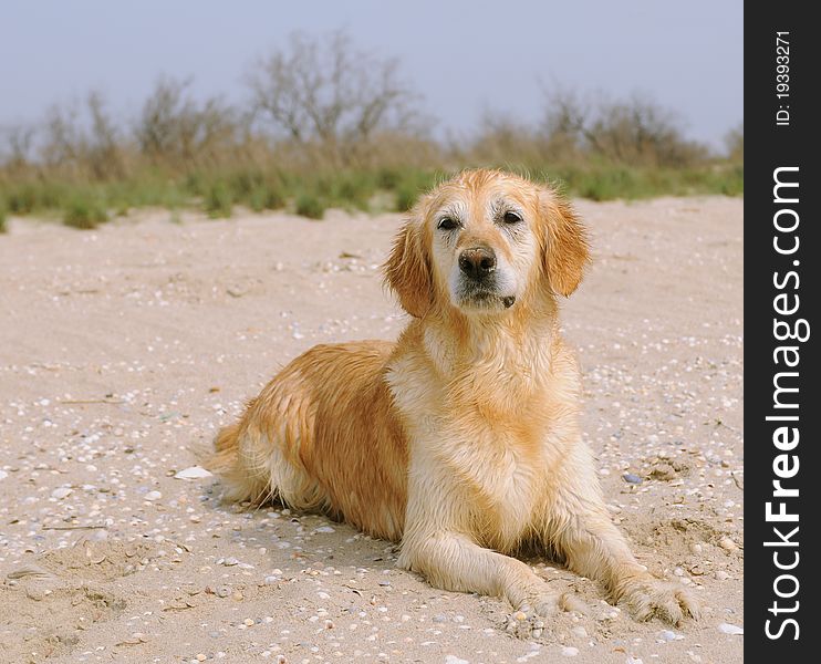 Wet golden retriever lies on  sandy beach. Wet golden retriever lies on  sandy beach