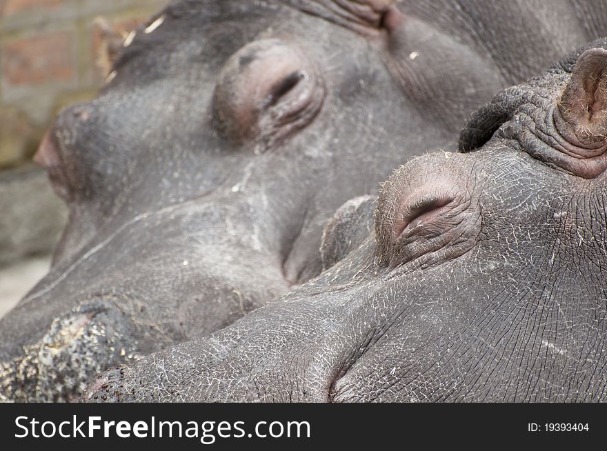 Hippo couple sleeping in Zoo