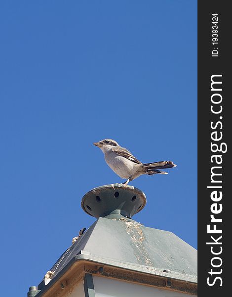 Southern Grey Shrike (Lanius excubitor koenigi) perched