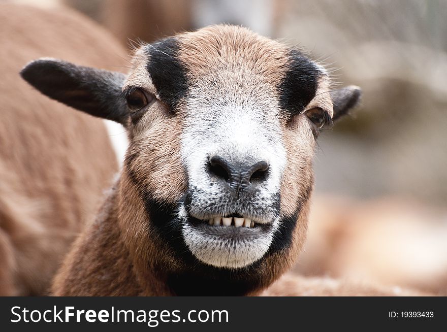 Image of funny goat laughing. Image of funny goat laughing