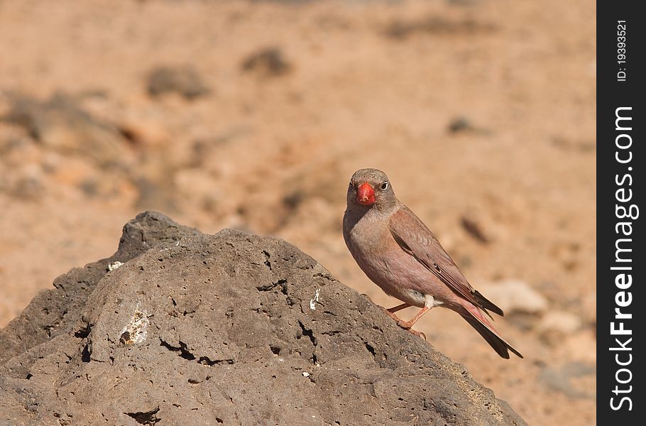 Trumpeter Finch (Budanetes githagineus amantum) from Fuerteventura