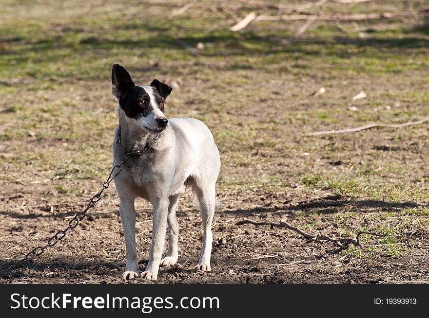 Domestic dog on chains in yard