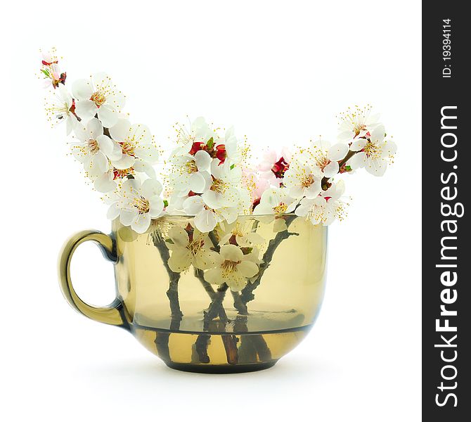 Apricot Blossom In A Cup