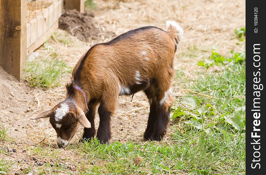 Baby goat Closeup on the farm feeding