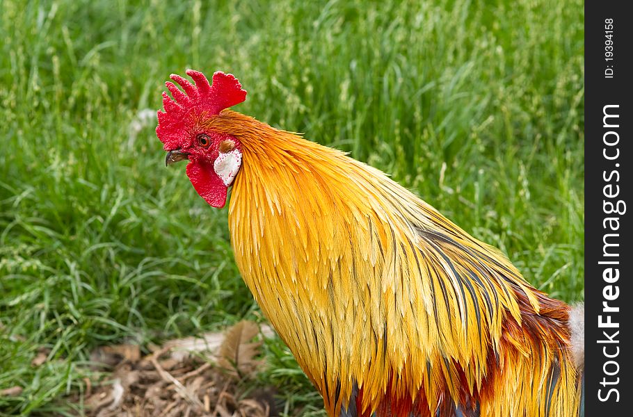 Cockerel rooster beautiful farm animal closeup