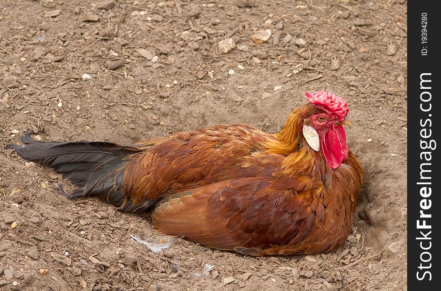 Brown hen laying on the ground closeup