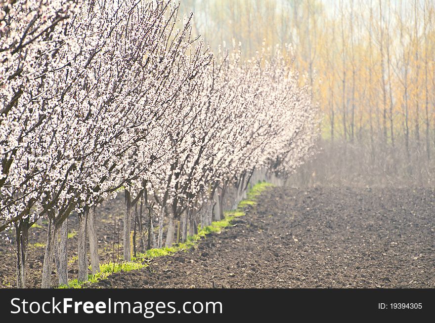 Row of blossoming trees in a garden. Row of blossoming trees in a garden