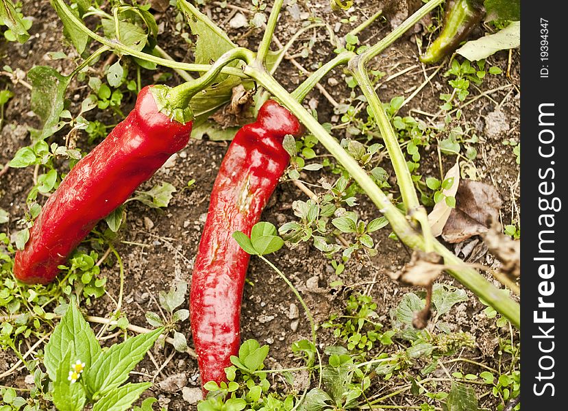 Red peppers growing in garden