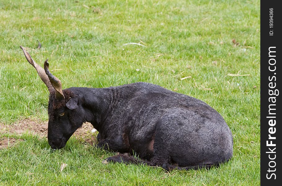 Goat Closeup laying on the grass feeding