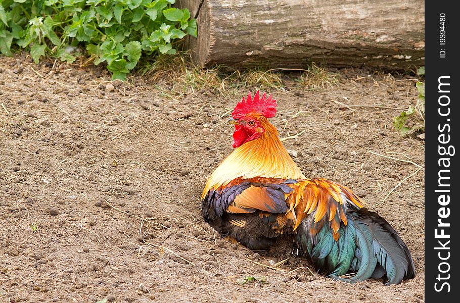 Cockerel rooster beautiful farm animal closeup