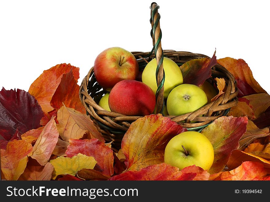 Basket of apples in the bright autumn foliage. Basket of apples in the bright autumn foliage