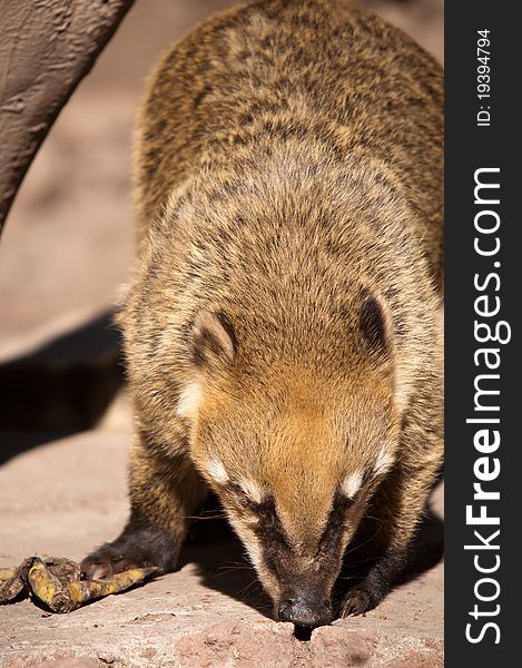 Coati at Feeding time