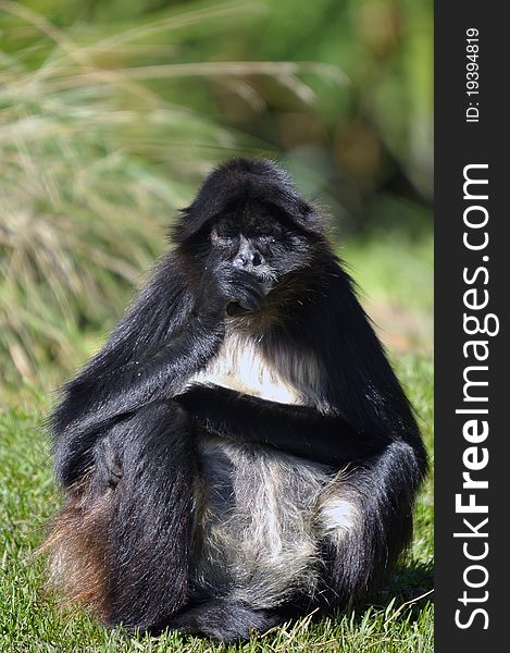 Close up photo of a Colombian spider monkey