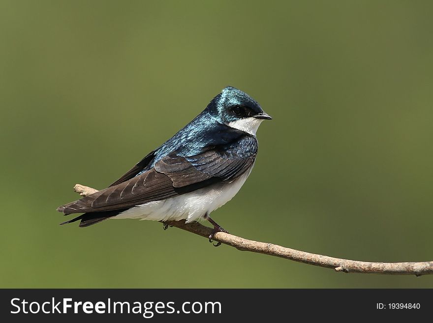 Tree Swallow