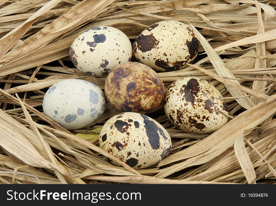 Six partridge eggs on hay