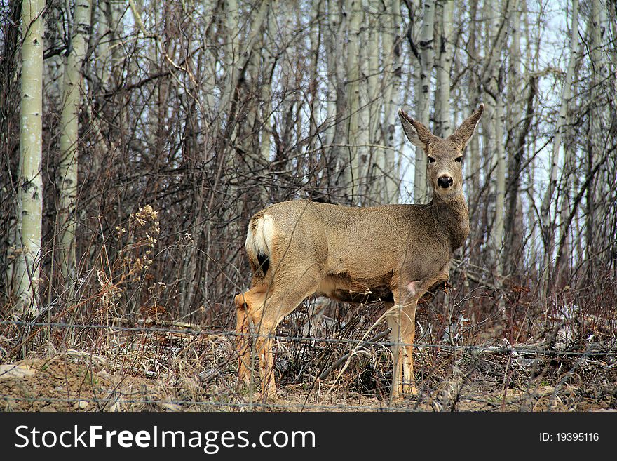 White Tail deer in brush-