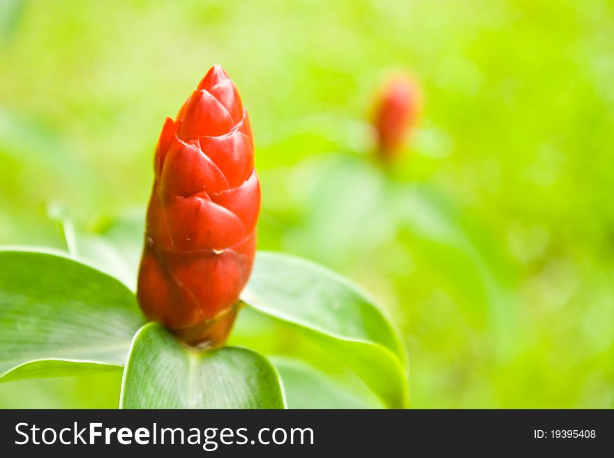 Costus Woodsonii with green background