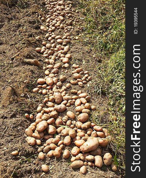 Fresh potatoes in the garden