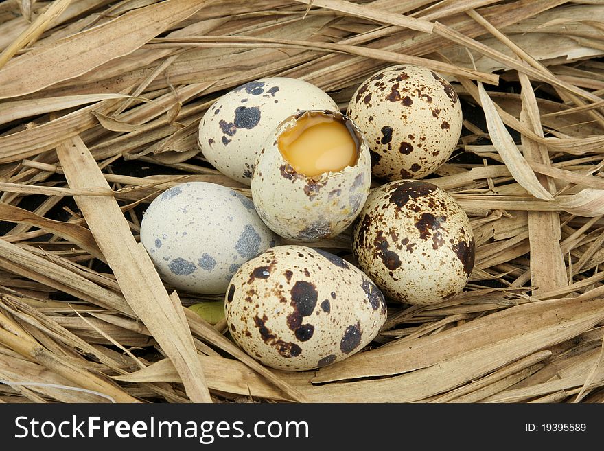 Broken partridge egg on hay