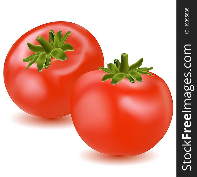 Illustration of fresh tomato on white background. Illustration of fresh tomato on white background