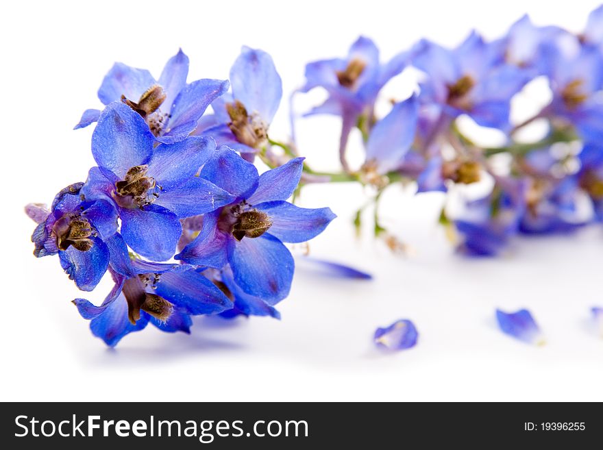 Blue flower isolated on a white background