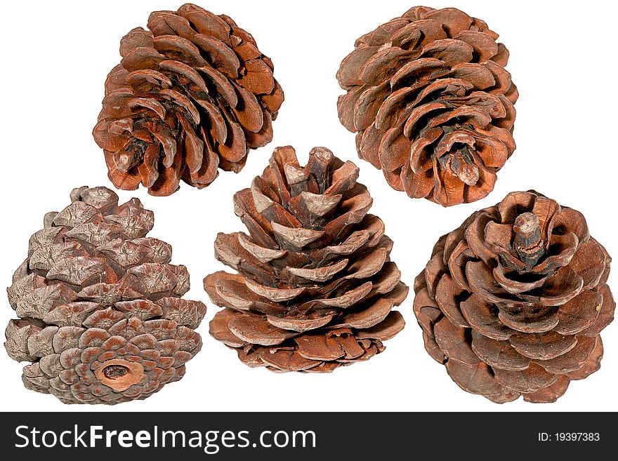 The pine cone on a white background