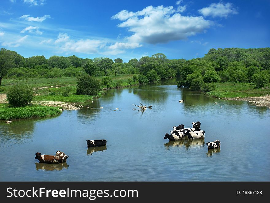 Landscape with cows, standing in the river. Landscape with cows, standing in the river.