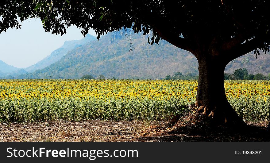 A Field Of Sunflowers