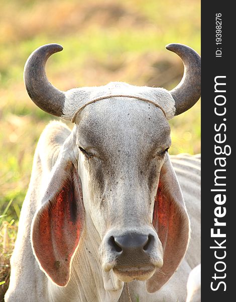 A Cow Sitting In The Wide Field, Countryside Of Thailand. A Cow Sitting In The Wide Field, Countryside Of Thailand