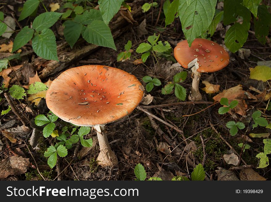 Mushrooms in green forest on autumn