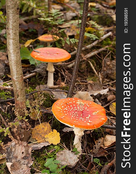 Mushrooms in green forest on autumn