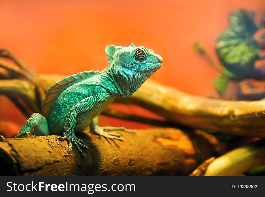 Green quick sighted chameleon in terrarium