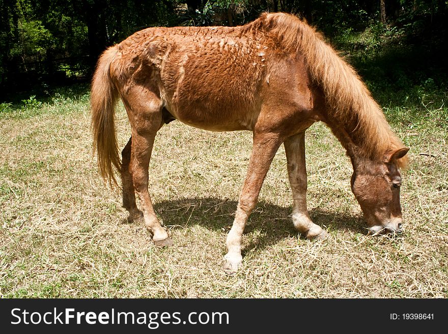 A Horse Grazes On Grass