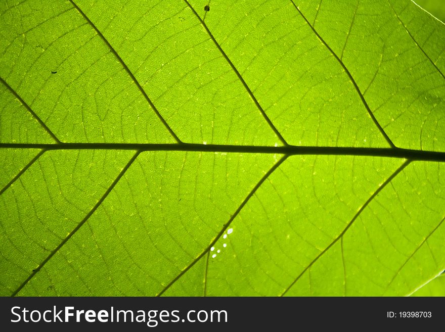 Photo of green leaf texture