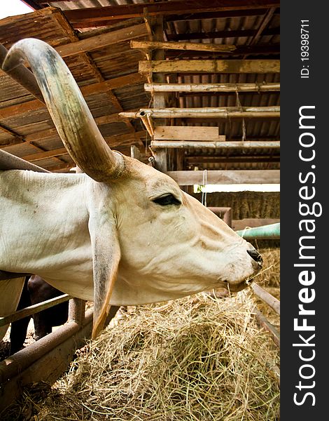 Brown-white cows eating hay on feeding trough