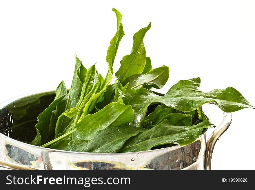 Green fresh sorrel with a white background