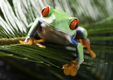Red Eyed Leaf Frog Stock Photo Red Eyed Leaf Frog Stock Photo